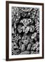 Hexacoralla Nature by Ernst Haeckel-null-Framed Art Print