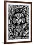 Hexacoralla Nature by Ernst Haeckel-null-Framed Art Print