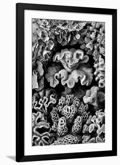 Hexacoralla Nature by Ernst Haeckel-null-Framed Art Print