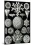 Hexacoralla Nature Print Poster by Ernst Haeckel-null-Mounted Poster