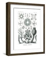 Hexactinellae, 1899-1904-null-Framed Giclee Print