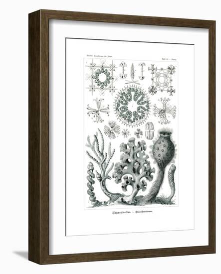 Hexactinellae, 1899-1904-null-Framed Giclee Print