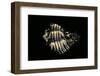 Hexaplex Callidinus-Paul Starosta-Framed Photographic Print