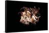 Hexaplex Cichoreus-Paul Starosta-Framed Stretched Canvas