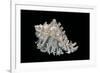 Hexaplex Cichoreus-Paul Starosta-Framed Photographic Print