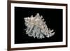 Hexaplex Cichoreus-Paul Starosta-Framed Photographic Print