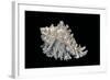 Hexaplex Cichoreus-Paul Starosta-Framed Photographic Print