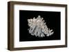 Hexaplex Cichoreus-Paul Starosta-Framed Photographic Print