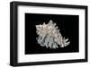 Hexaplex Cichoreus-Paul Starosta-Framed Photographic Print
