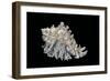 Hexaplex Cichoreus-Paul Starosta-Framed Photographic Print