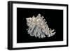 Hexaplex Cichoreus-Paul Starosta-Framed Photographic Print