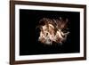 Hexaplex Cichoreus-Paul Starosta-Framed Photographic Print