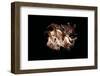 Hexaplex Cichoreus-Paul Starosta-Framed Photographic Print