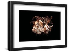 Hexaplex Cichoreus-Paul Starosta-Framed Photographic Print