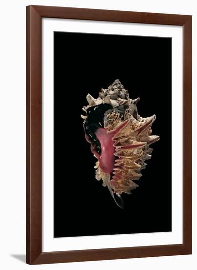 Hexaplex Regius-Paul Starosta-Framed Photographic Print