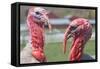 Hey Handsome Turkey Faceoff Photo Poster-null-Framed Stretched Canvas
