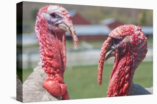 Hey Handsome Turkey Faceoff Photo Poster-null-Stretched Canvas