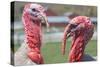 Hey Handsome Turkey Faceoff Photo Poster-null-Stretched Canvas