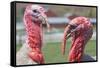 Hey Handsome Turkey Faceoff Photo Poster-null-Framed Stretched Canvas