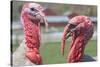Hey Handsome Turkey Faceoff Photo Poster-null-Stretched Canvas