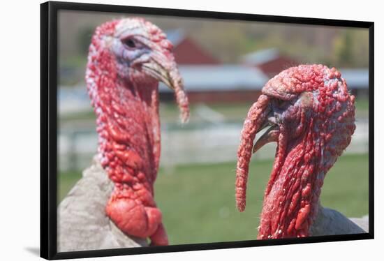 Hey Handsome Turkey Faceoff Photo Poster-null-Framed Poster