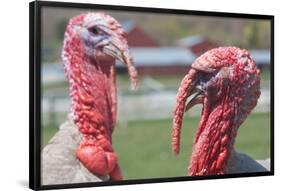 Hey Handsome Turkey Faceoff Photo Poster-null-Framed Poster