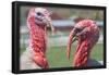 Hey Handsome Turkey Faceoff Photo Poster-null-Framed Poster