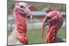 Hey Handsome Turkey Faceoff Photo Poster-null-Mounted Poster