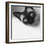 Hey!-Jon Bertelli-Framed Photographic Print