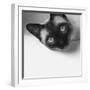 Hey!-Jon Bertelli-Framed Photographic Print