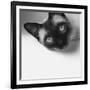 Hey!-Jon Bertelli-Framed Photographic Print