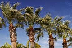 Palm Trees against A Deep Blue Sky in Los Angeles-HHLtDave5-Photographic Print