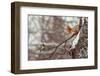 Hi-Dmitry Laudin-Framed Premium Photographic Print