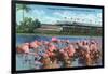 Hialeah, Florida - View of Flamingos outside the Hialeah Race Course-Lantern Press-Framed Art Print