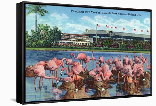 Hialeah, Florida - View of Flamingos outside the Hialeah Race Course-Lantern Press-Framed Stretched Canvas