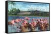 Hialeah, Florida - View of Flamingos outside the Hialeah Race Course-Lantern Press-Framed Stretched Canvas