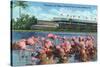 Hialeah, Florida - View of Flamingos outside the Hialeah Race Course-Lantern Press-Stretched Canvas