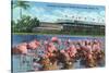 Hialeah, Florida - View of Flamingos outside the Hialeah Race Course-Lantern Press-Stretched Canvas