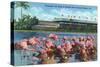 Hialeah, Florida - View of Flamingos outside the Hialeah Race Course-Lantern Press-Stretched Canvas