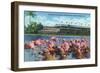 Hialeah, Florida - View of Flamingos outside the Hialeah Race Course-Lantern Press-Framed Art Print