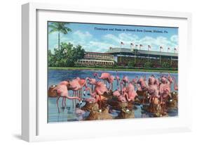 Hialeah, Florida - View of Flamingos outside the Hialeah Race Course-Lantern Press-Framed Art Print