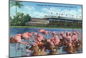 Hialeah, Florida - View of Flamingos outside the Hialeah Race Course-Lantern Press-Mounted Art Print