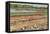 Hialeah Race Track, Florida-null-Framed Stretched Canvas