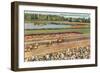 Hialeah Race Track, Florida-null-Framed Art Print