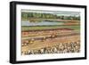 Hialeah Race Track, Florida-null-Framed Art Print