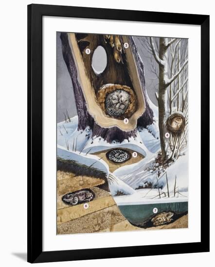 Hibernation-null-Framed Giclee Print