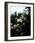 Hibiscus 01-Shot by Clint-Framed Giclee Print