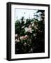 Hibiscus 01-Shot by Clint-Framed Giclee Print