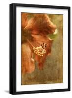 Hibiscus 1-Thea Schrack-Framed Giclee Print