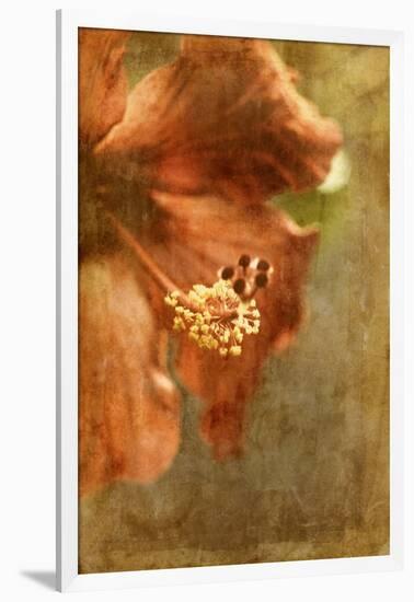 Hibiscus 1-Thea Schrack-Framed Giclee Print